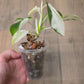 Philodendron Emerald Ice