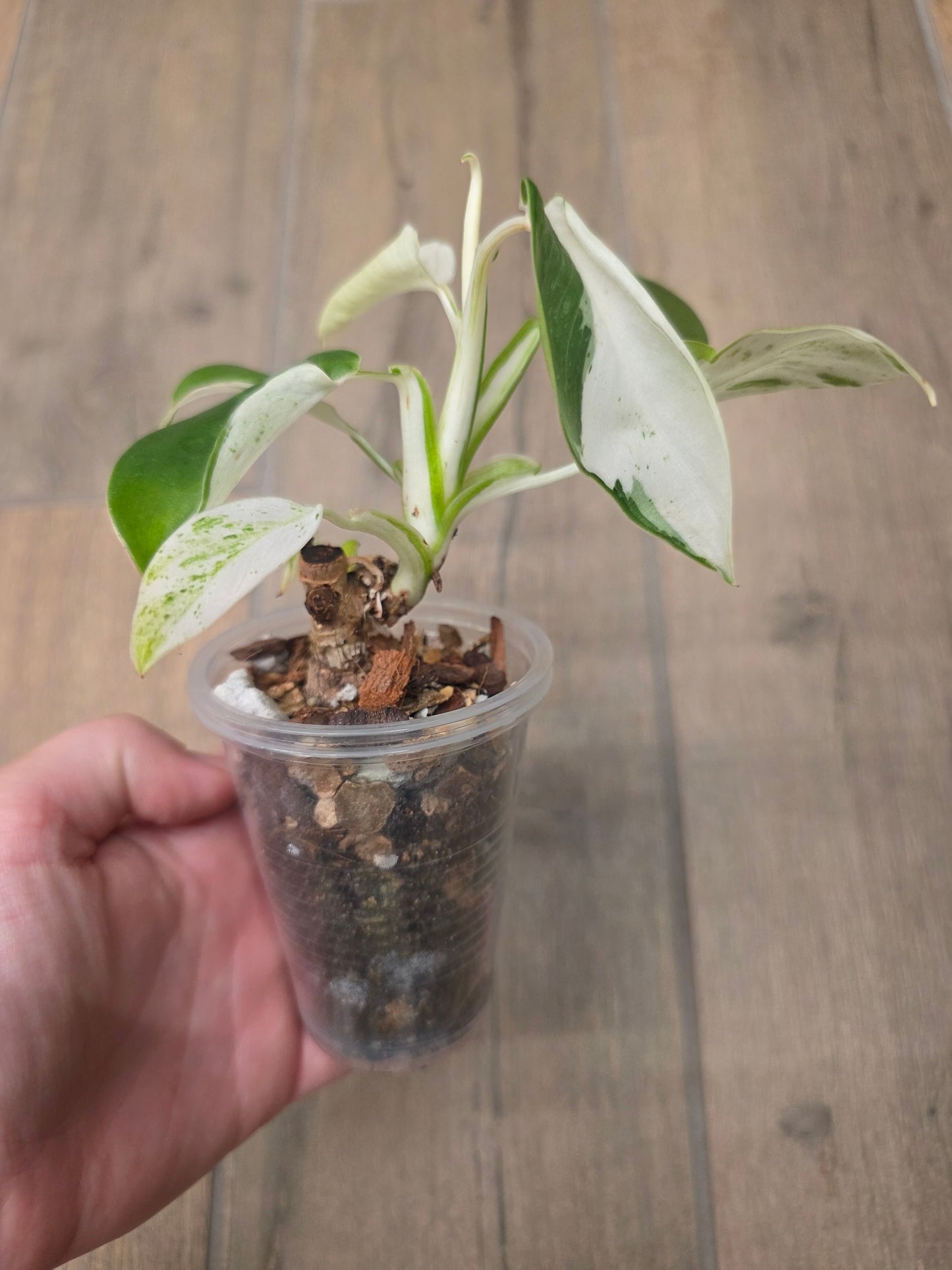 Philodendron Emerald Ice
