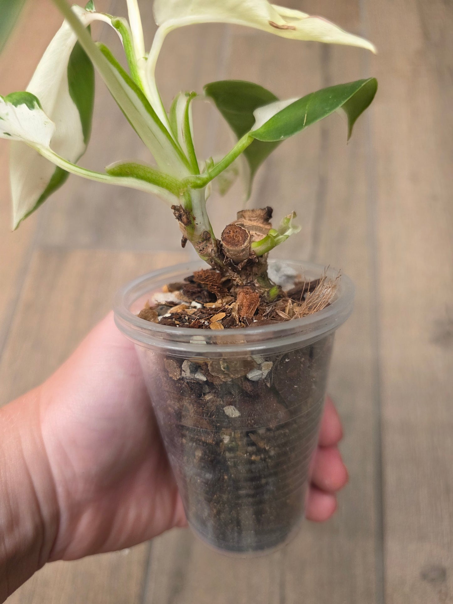 Philodendron Emerald Ice