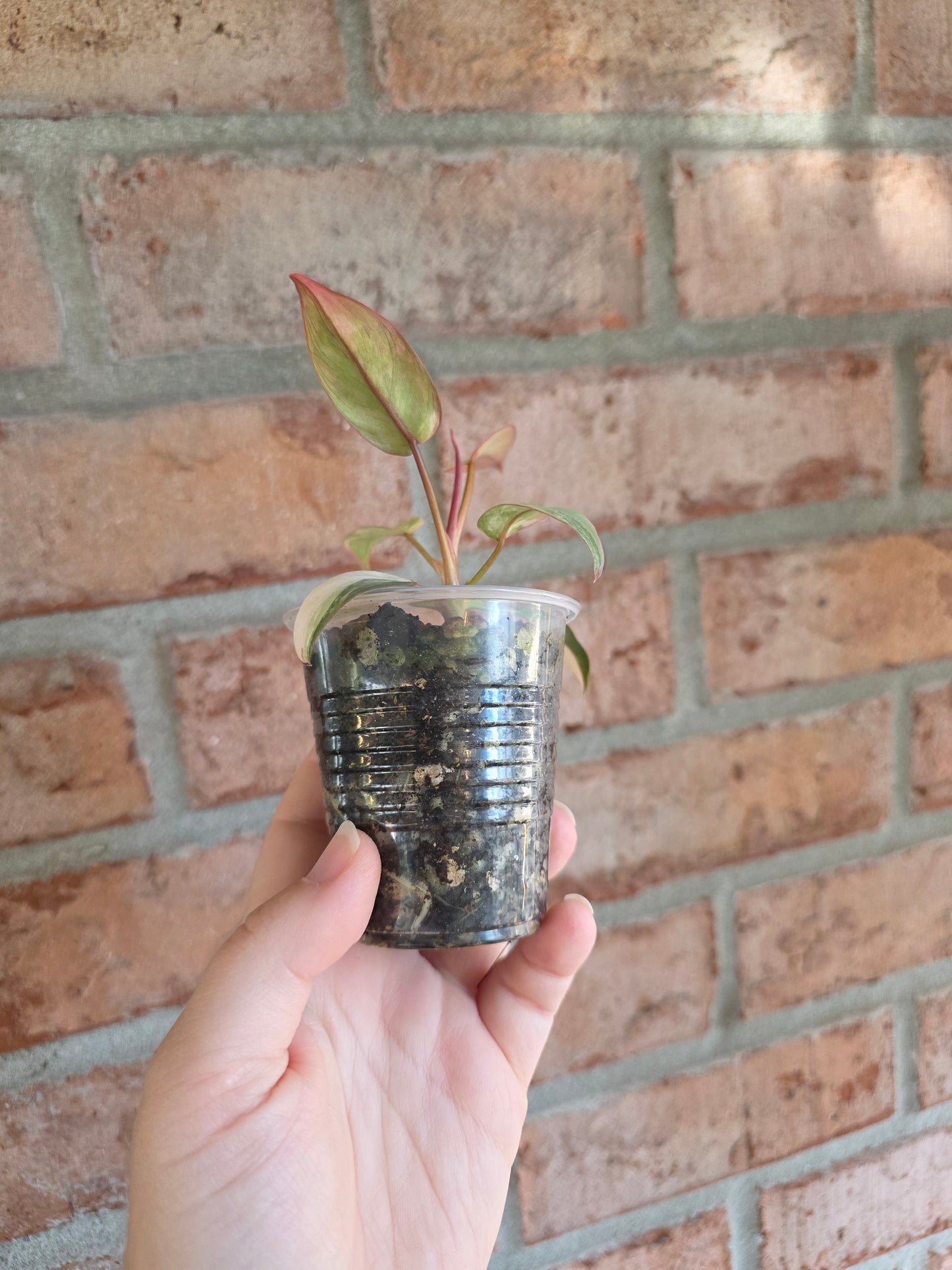 Philodendron Atabapoense Pink Marble