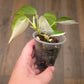Philodendron Hederaceum Albo Variegated