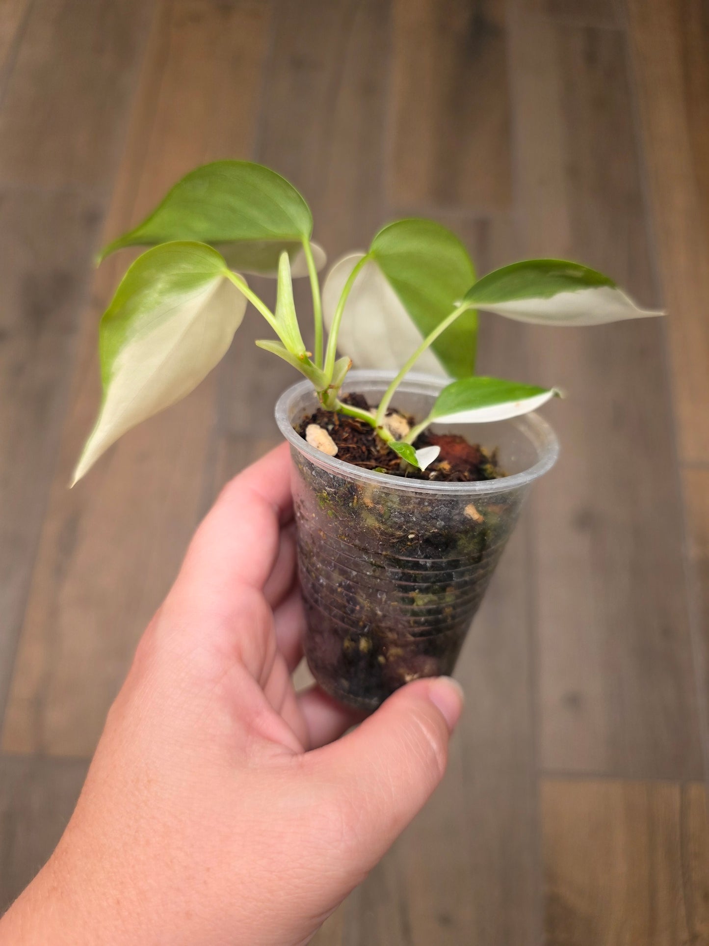 Philodendron Hederaceum Albo Variegated