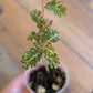 Phyllanthus Urinaria Pink Variegated (2 in 1)