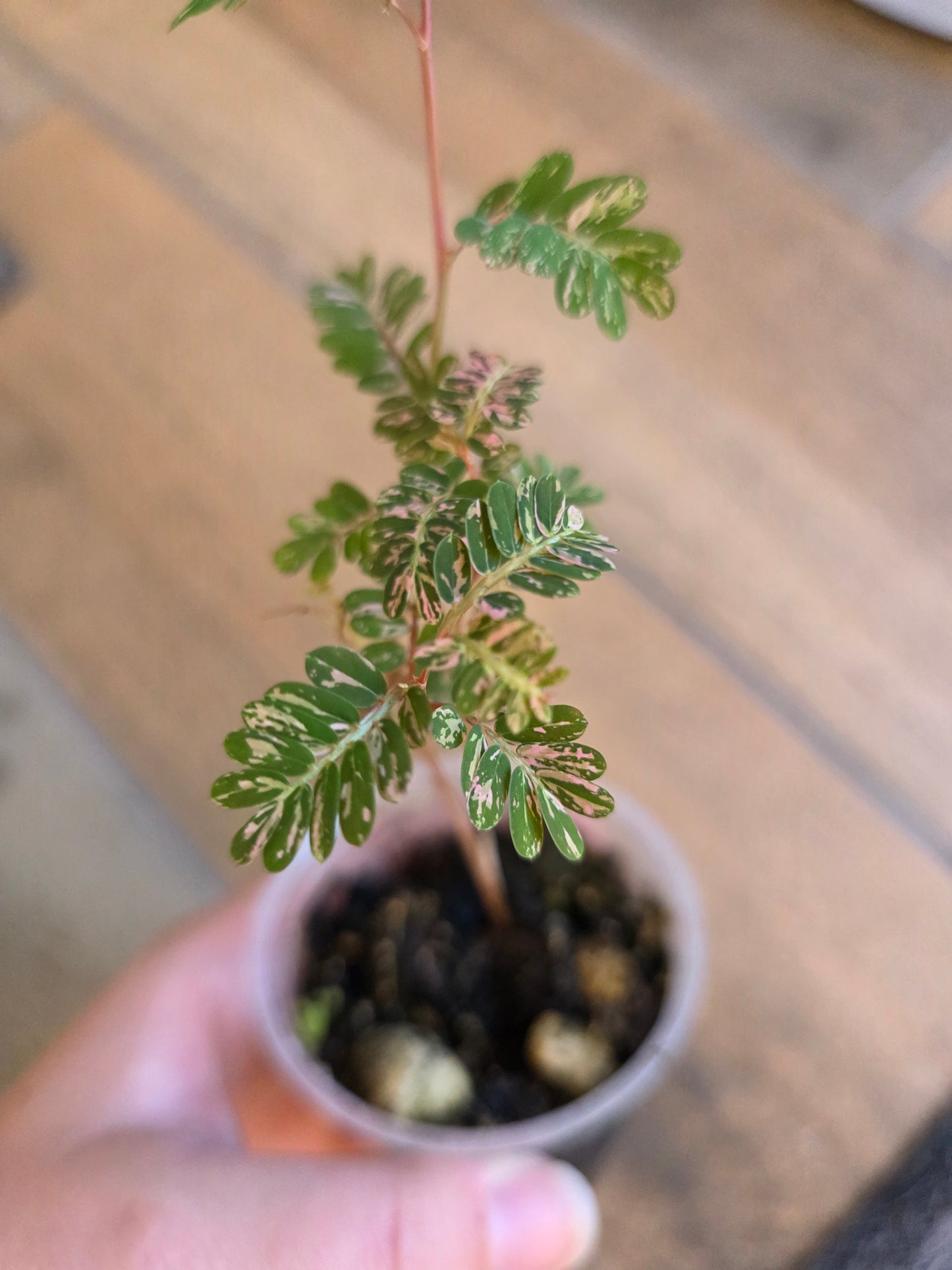 Phyllanthus Urinaria Pink Variegated (2 in 1)