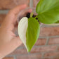 Philodendron Hederaceum Albo
