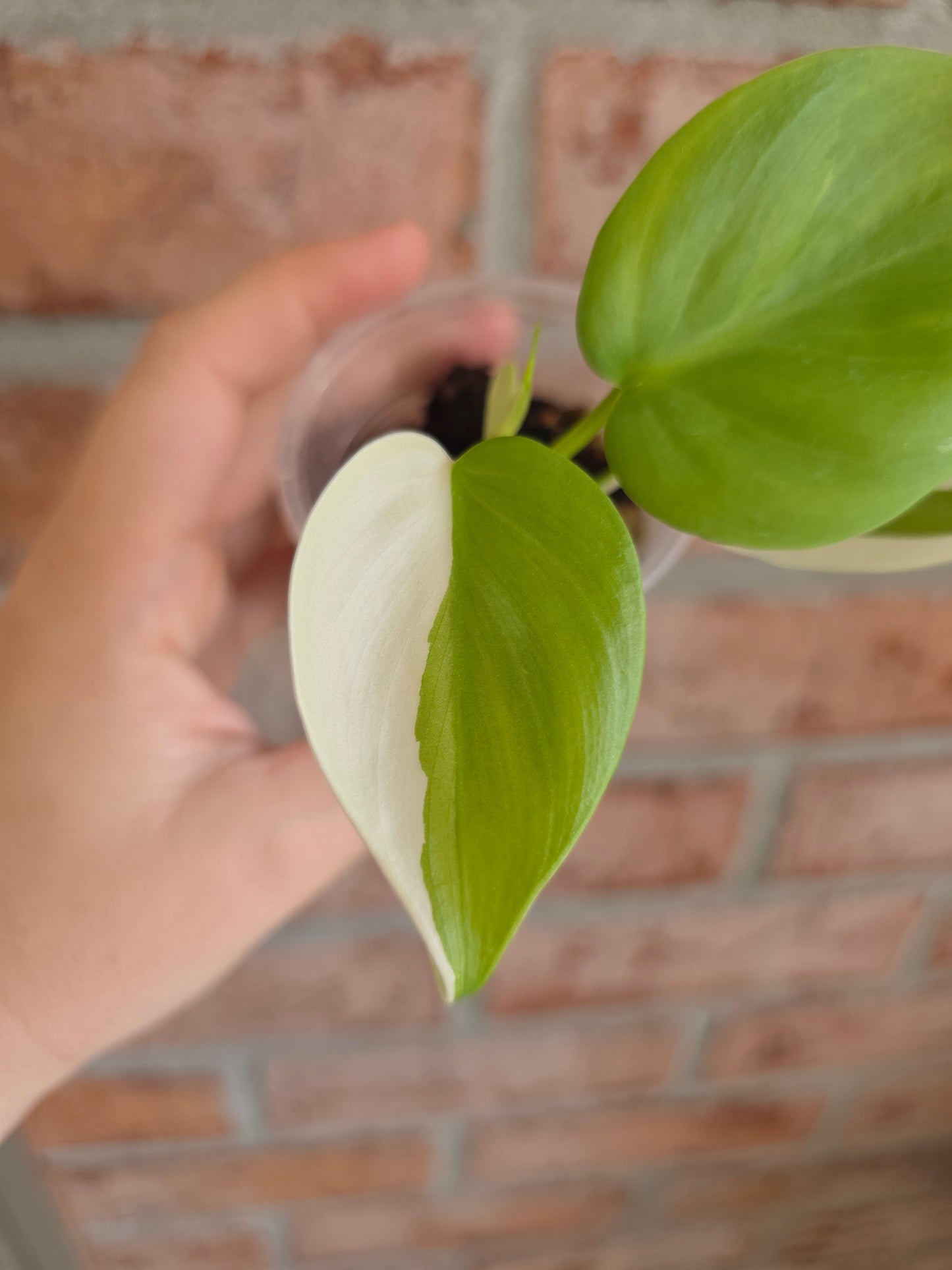 Philodendron Hederaceum Albo