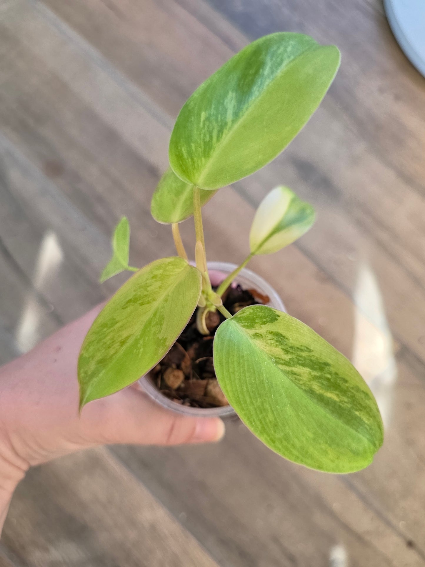 Philodendron Emerald Queen "Avocado Shake"
