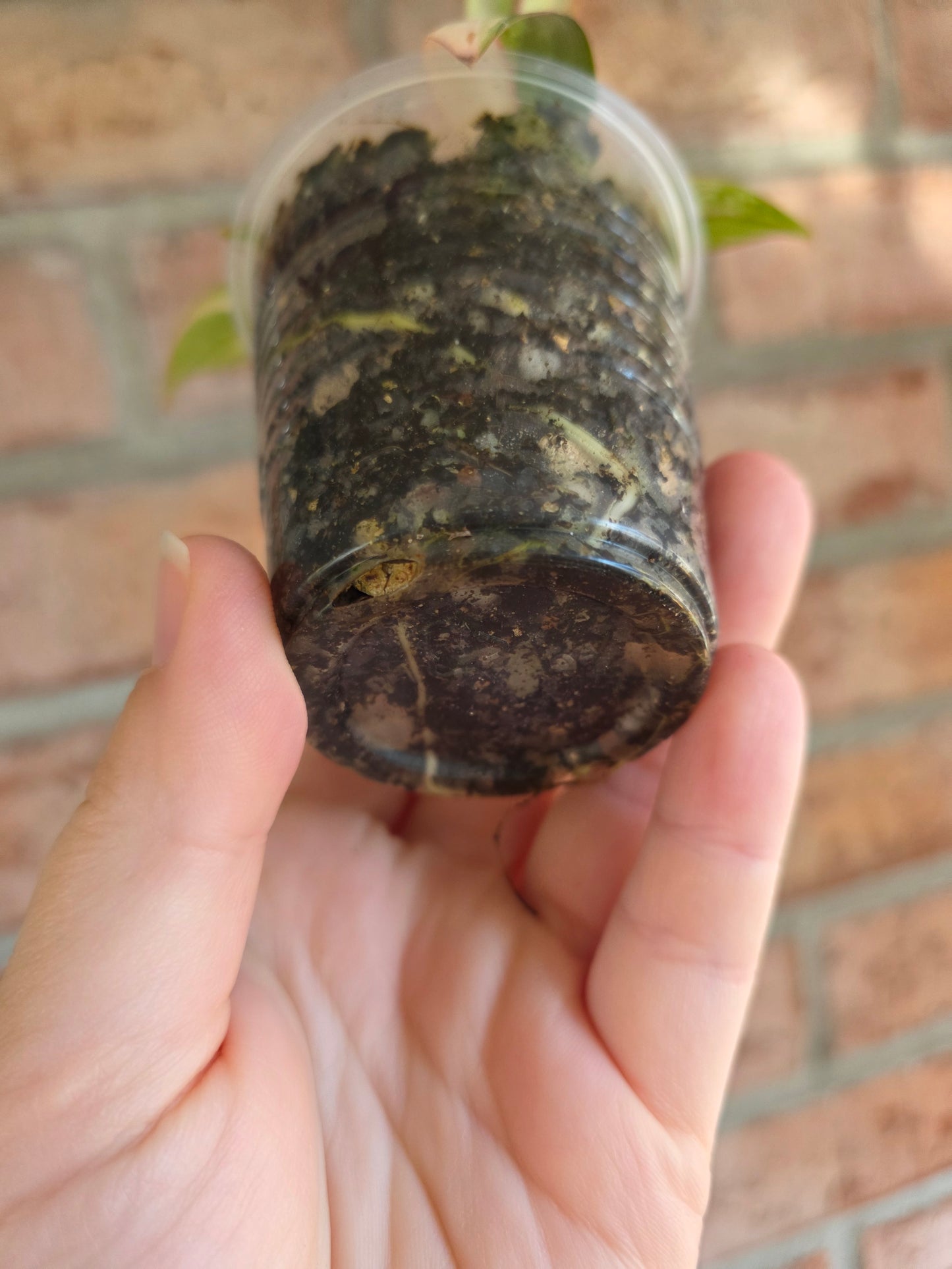 Philodendron Atabapoense Pink Marble