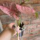 Syngonium Pink Spot Double Variegated