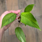Epipremnum Giganteum Blue Mint