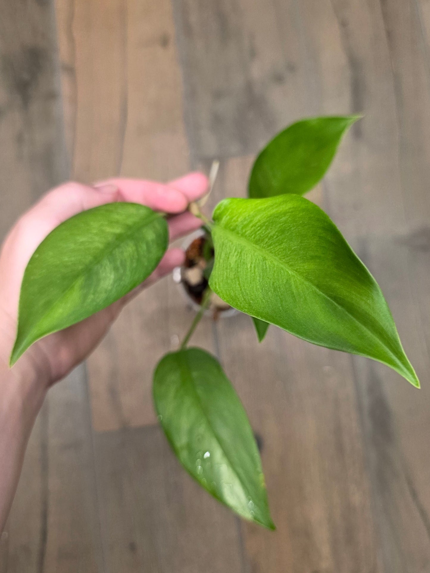 Epipremnum Giganteum Blue Mint