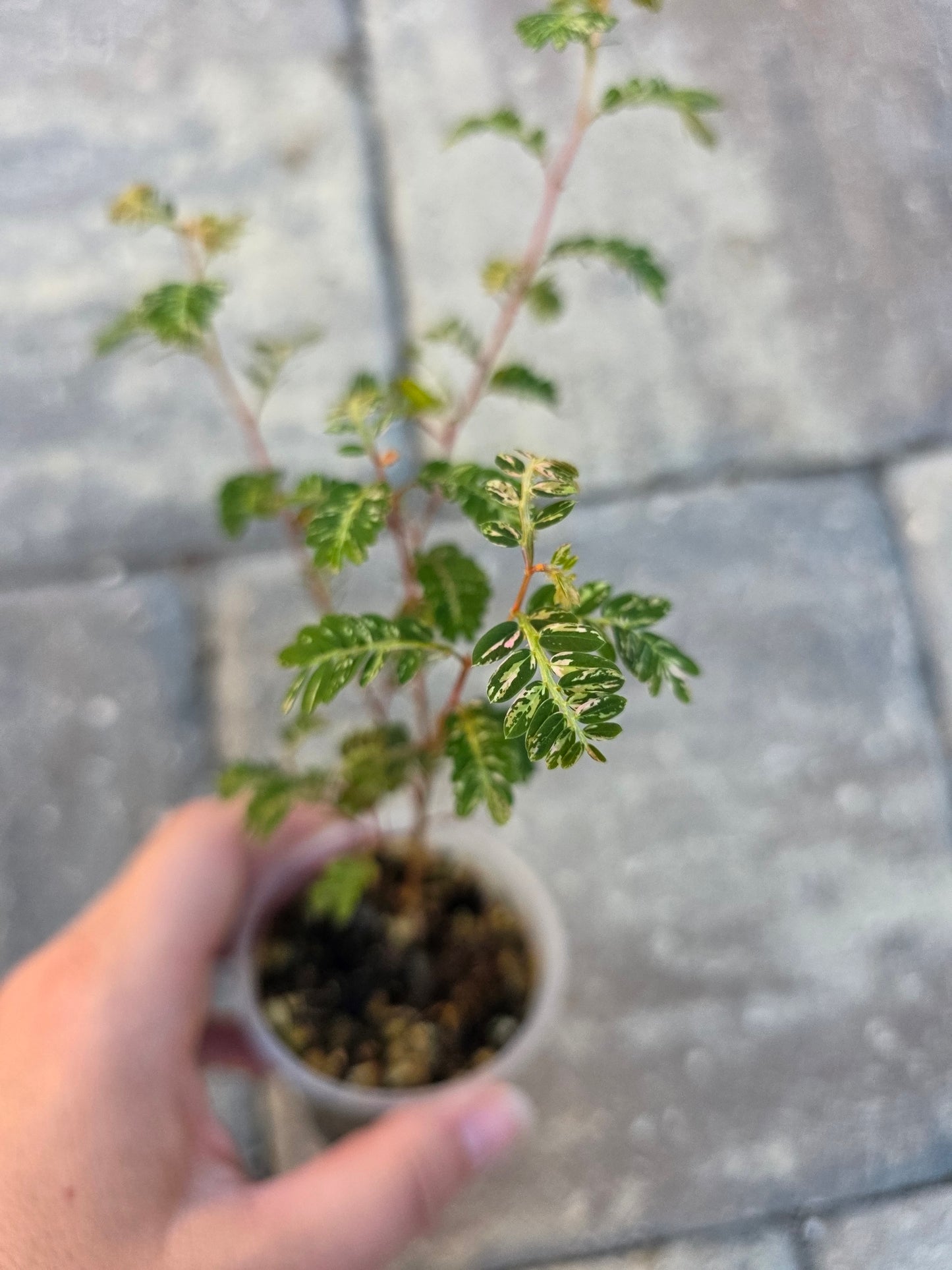 Phyllanthus Urinaria Variegated