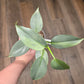 Philodendron Silver Sword Variegated