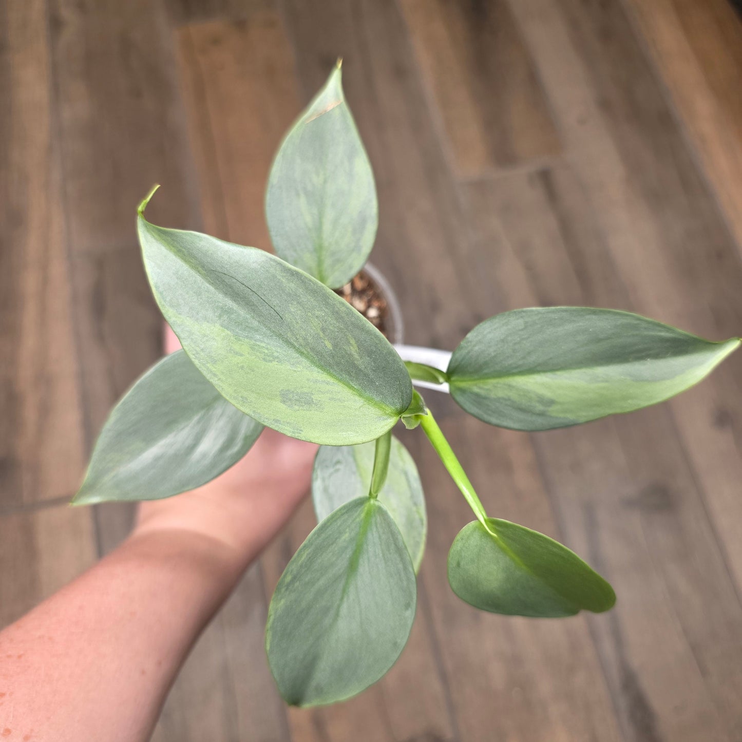 Philodendron Silver Sword Variegated