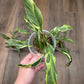 Spathiphyllum Mutation