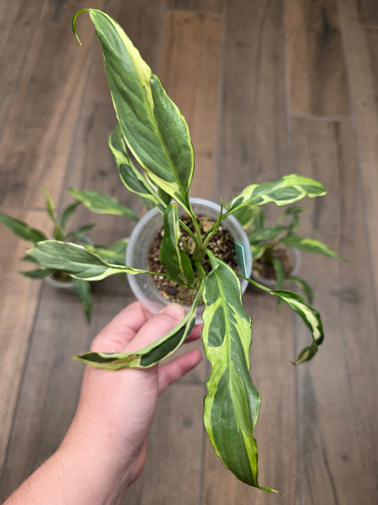 Spathiphyllum Mutation
