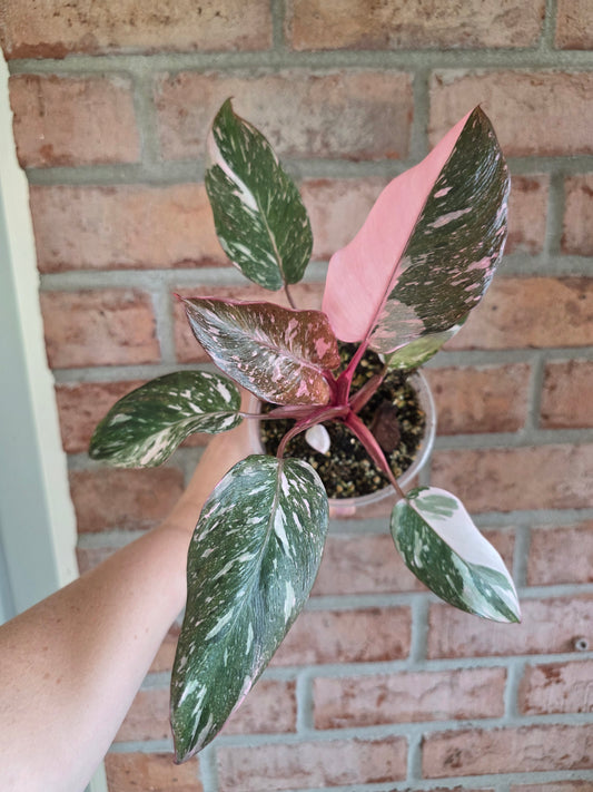 Philodendron Pink Princess Galaxy