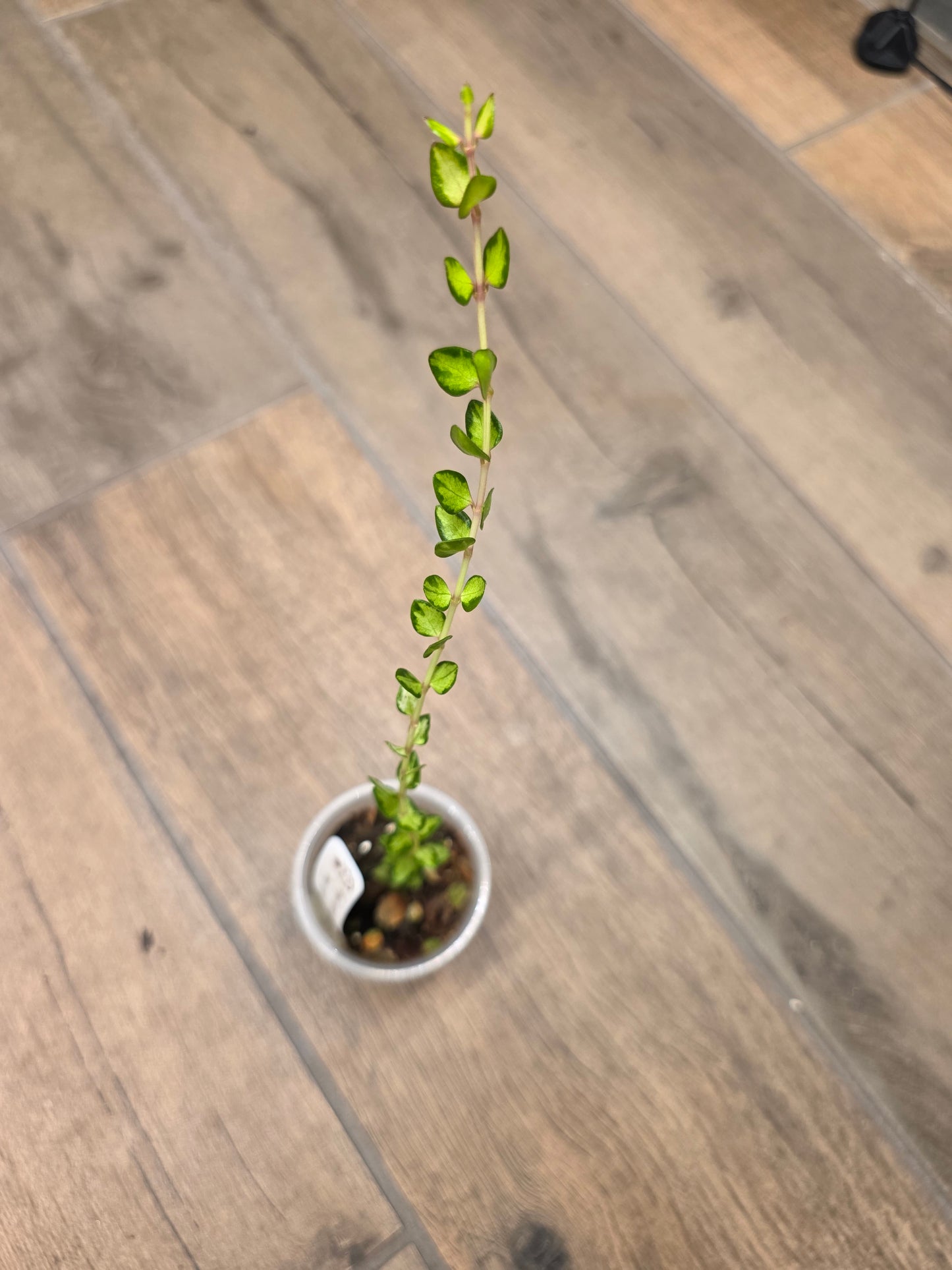 Hoya Chinghungensis Variegated