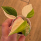 Philodendron Hederaceum Albo Variegata