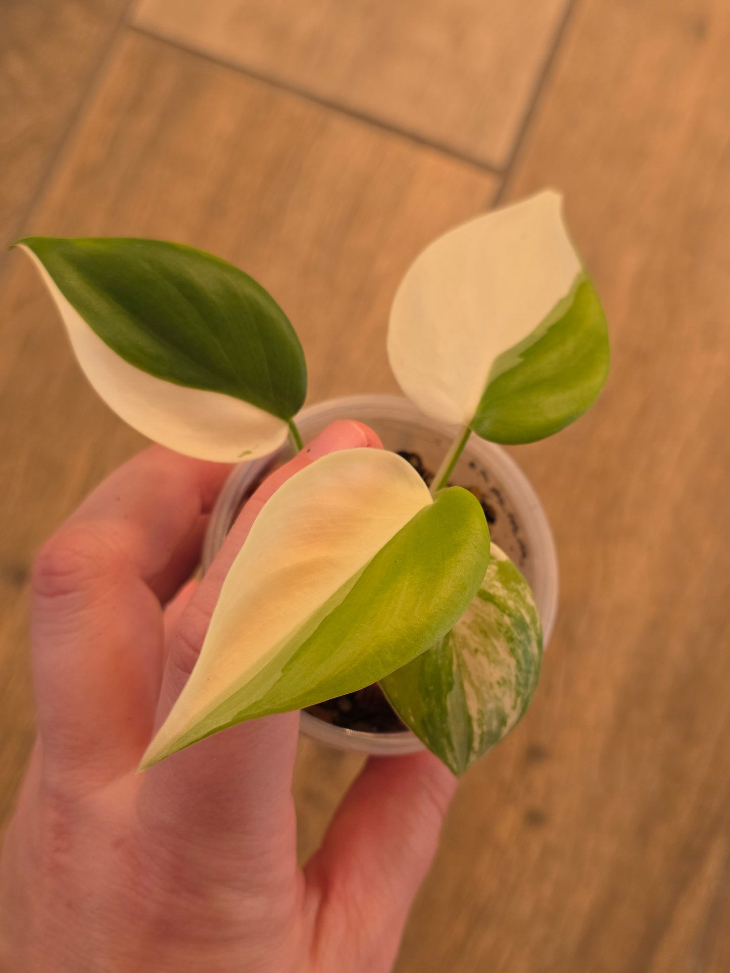 Philodendron Hederaceum Albo Variegata