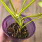 Philodendron Minnarum Aurea Variegated