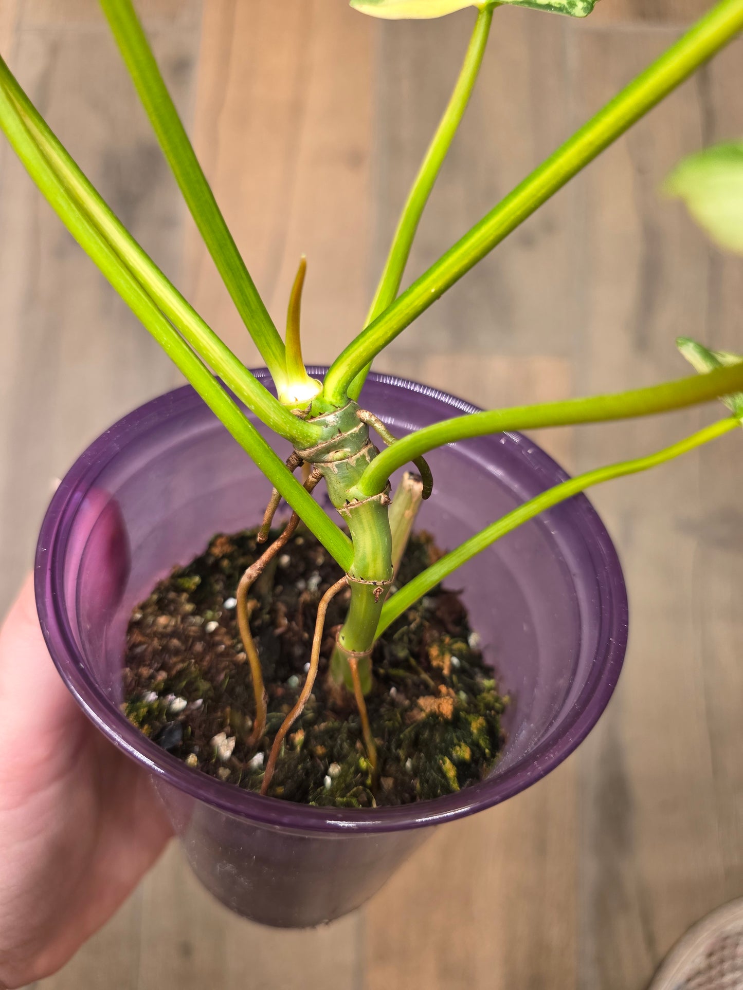 Philodendron Minnarum Aurea Variegated