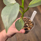 Philodendron Silver Sword Variegated