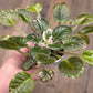 African Violet Pride Of Columbus