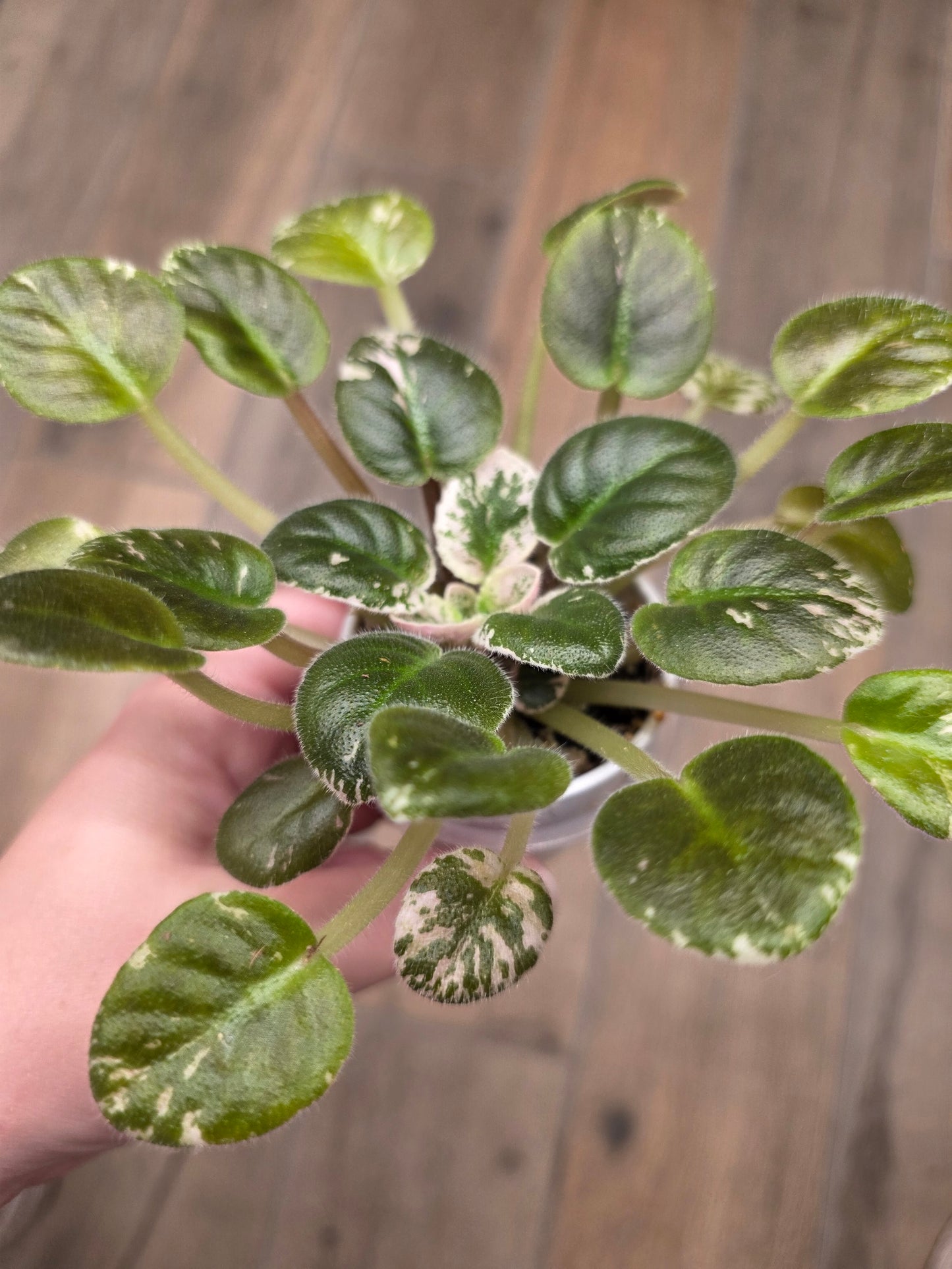 African Violet Pride Of Columbus