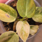 Philodendron Melanochrysum Orange/Pink