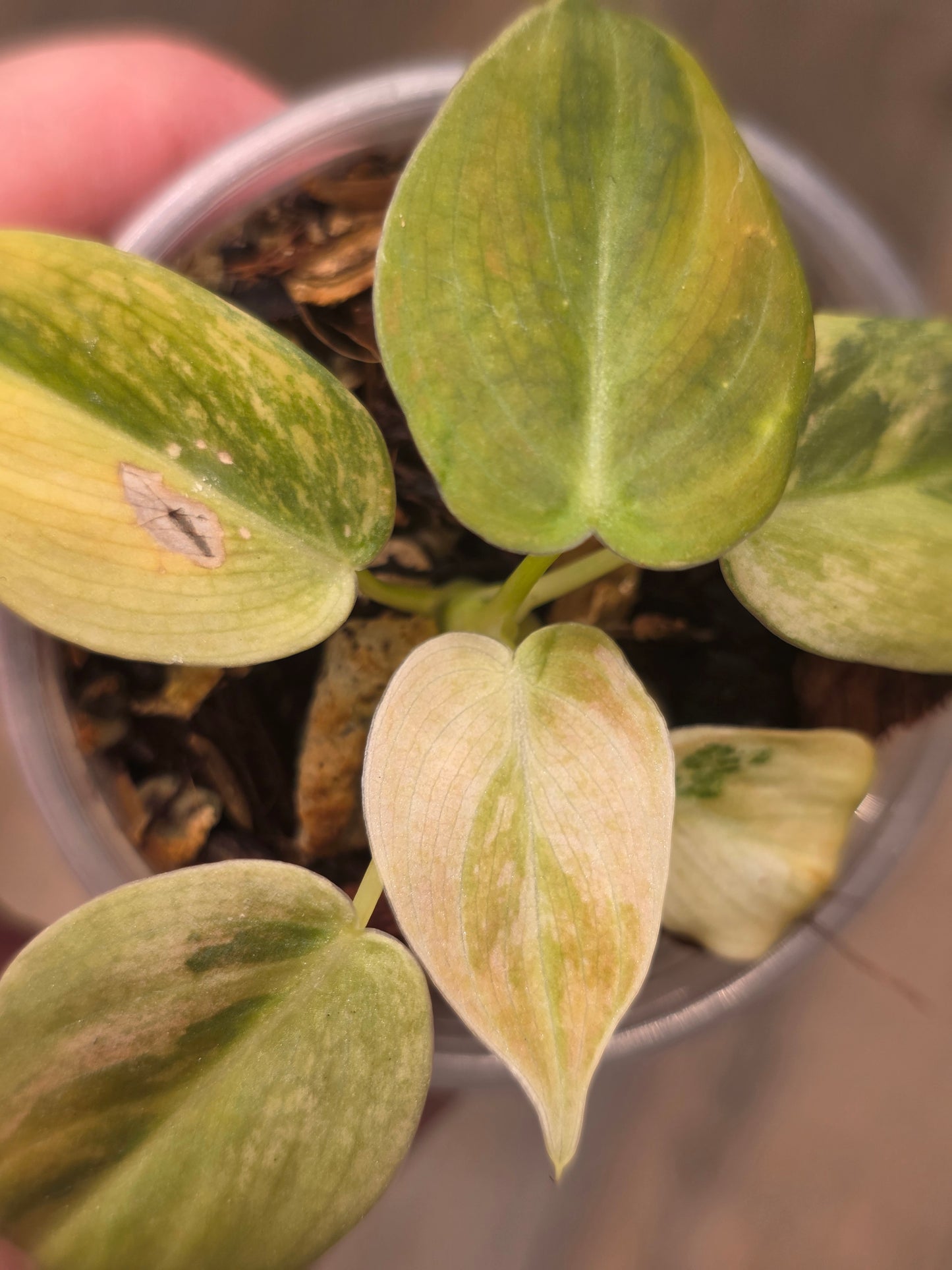 Philodendron Melanochrysum Orange/Pink