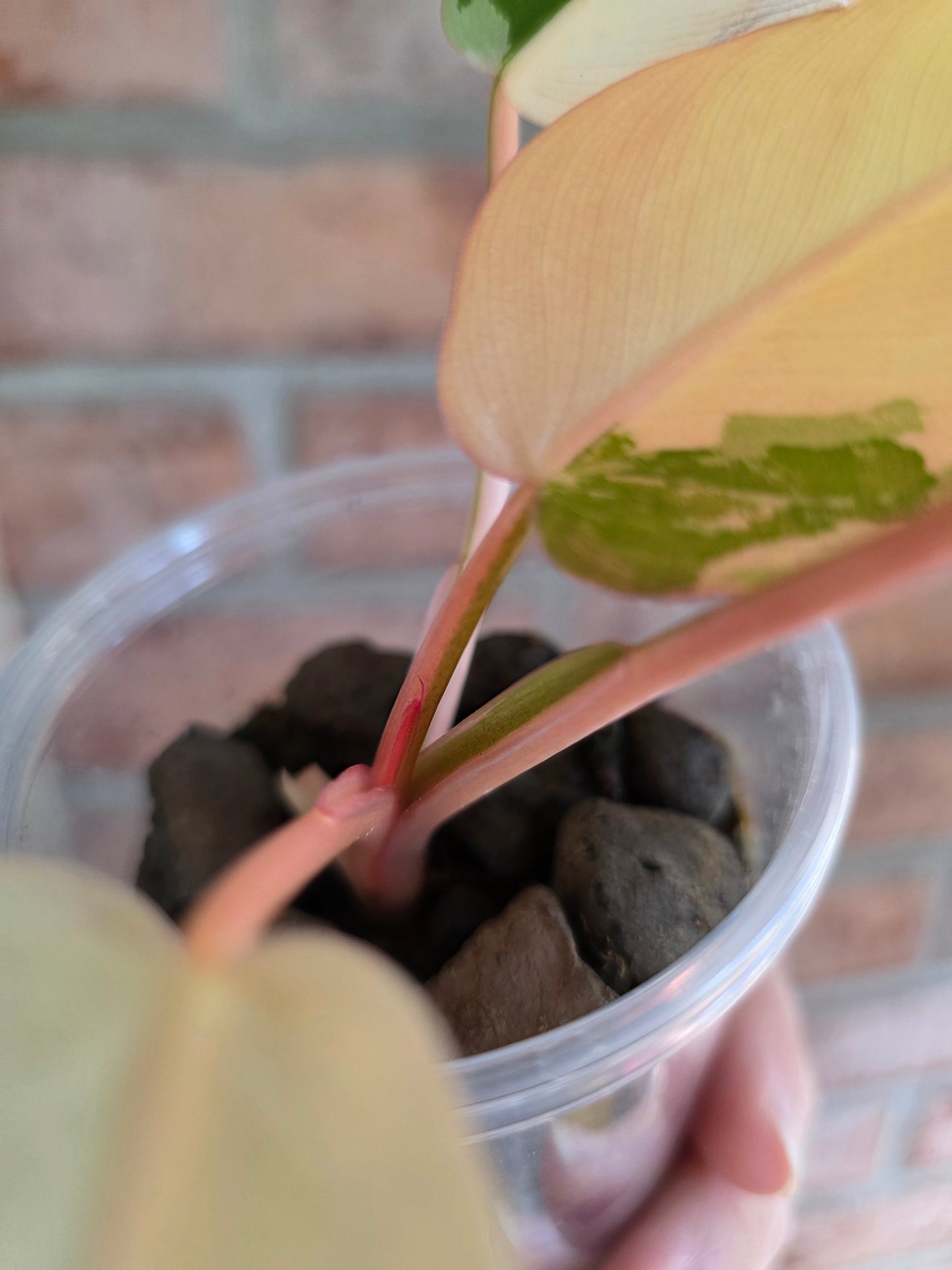 Philodendron Dark Lord PHP Variegated 🦄