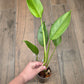 Epipremnum Giganteum Blue Mint