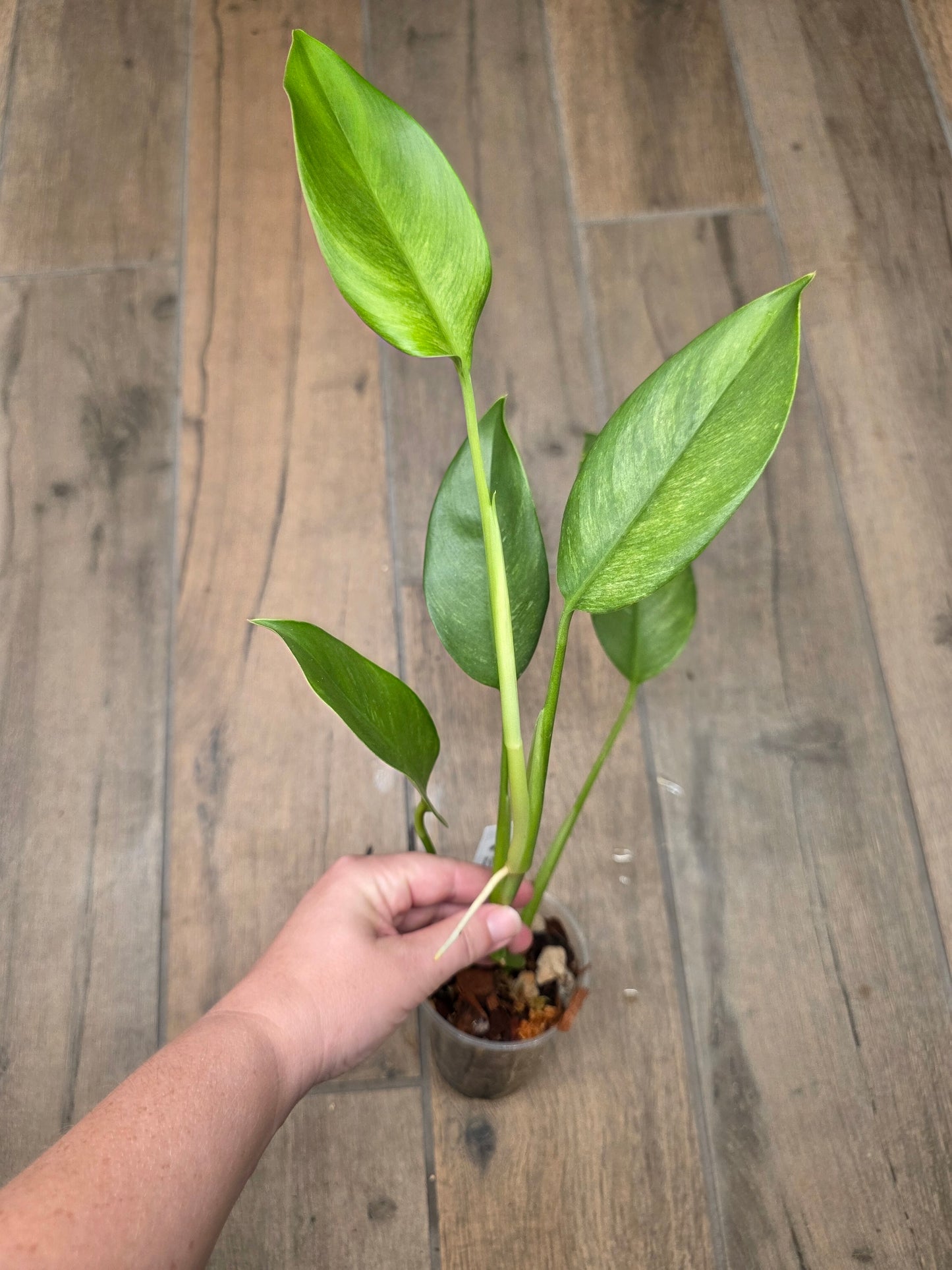 Epipremnum Giganteum Blue Mint