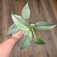 Philodendron Silver Sword Variegated