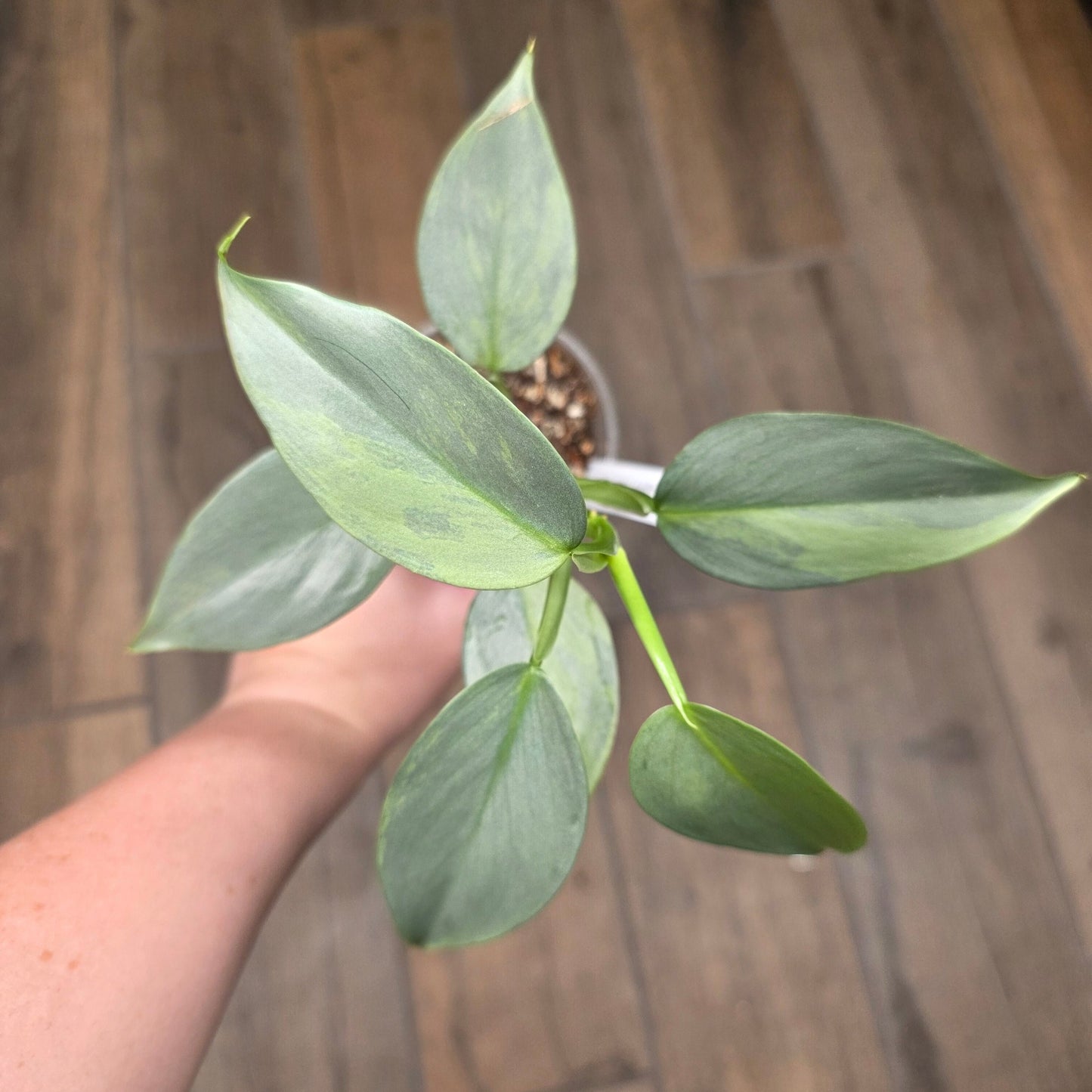Philodendron Silver Sword Variegated