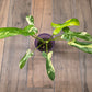 Philodendron Minnarum Aurea Variegated