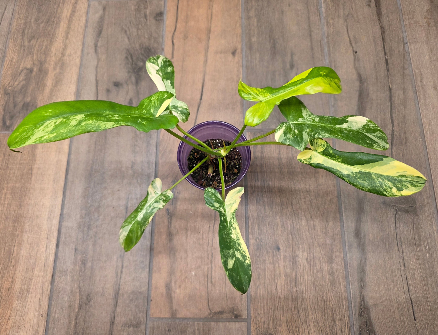 Philodendron Minnarum Aurea Variegated