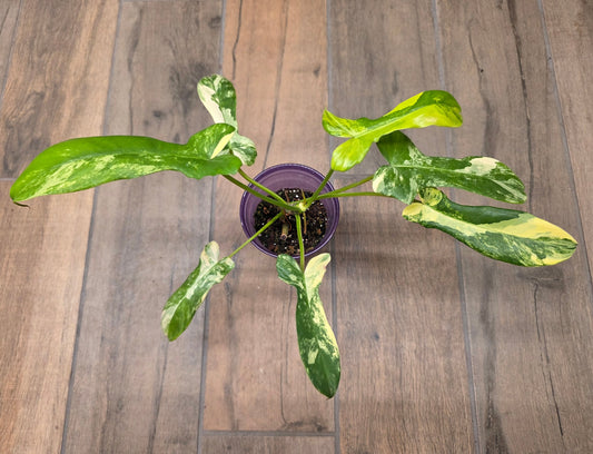 Philodendron Minnarum Aurea Variegated