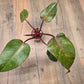 Philodendron Orange Princess