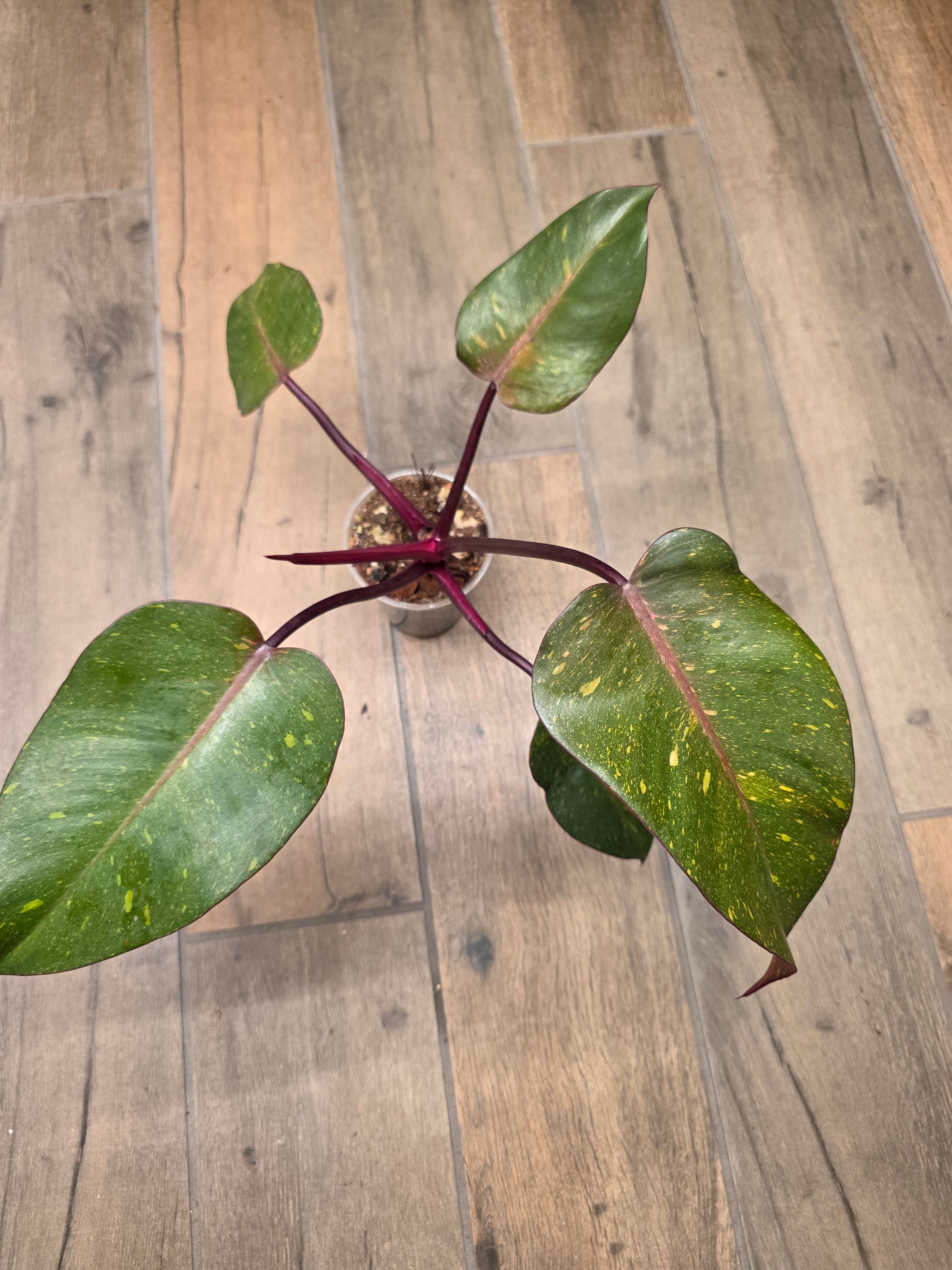 Philodendron Orange Princess