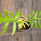 Philodendron Squamiferum X Mayoii Mint