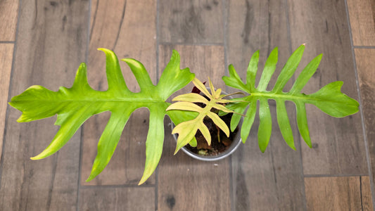Philodendron Squamiferum X Mayoii Mint