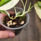 Philodendron Hederaceum Albo Variegated