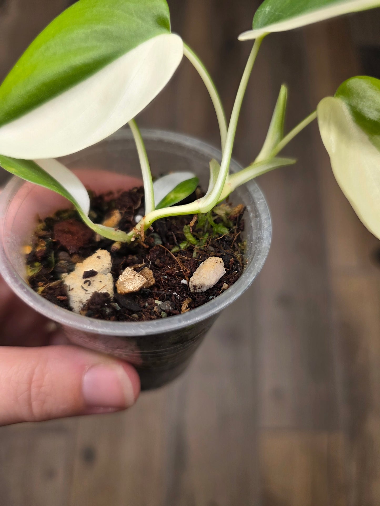 Philodendron Hederaceum Albo Variegated