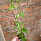 Syngonium Red Spot Tricolor