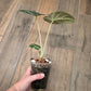 Alocasia Black Velvet Gold