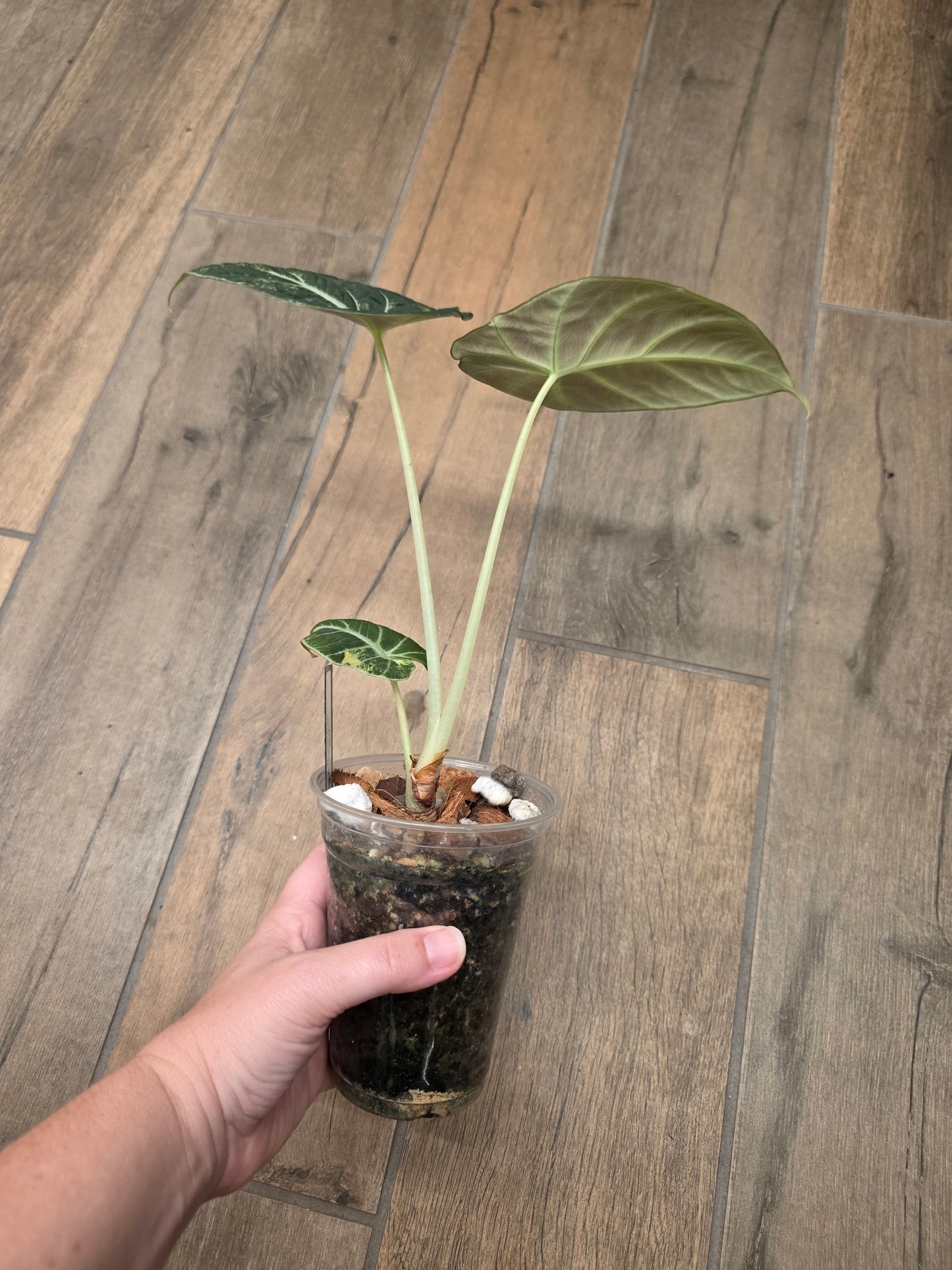 Alocasia Black Velvet Gold