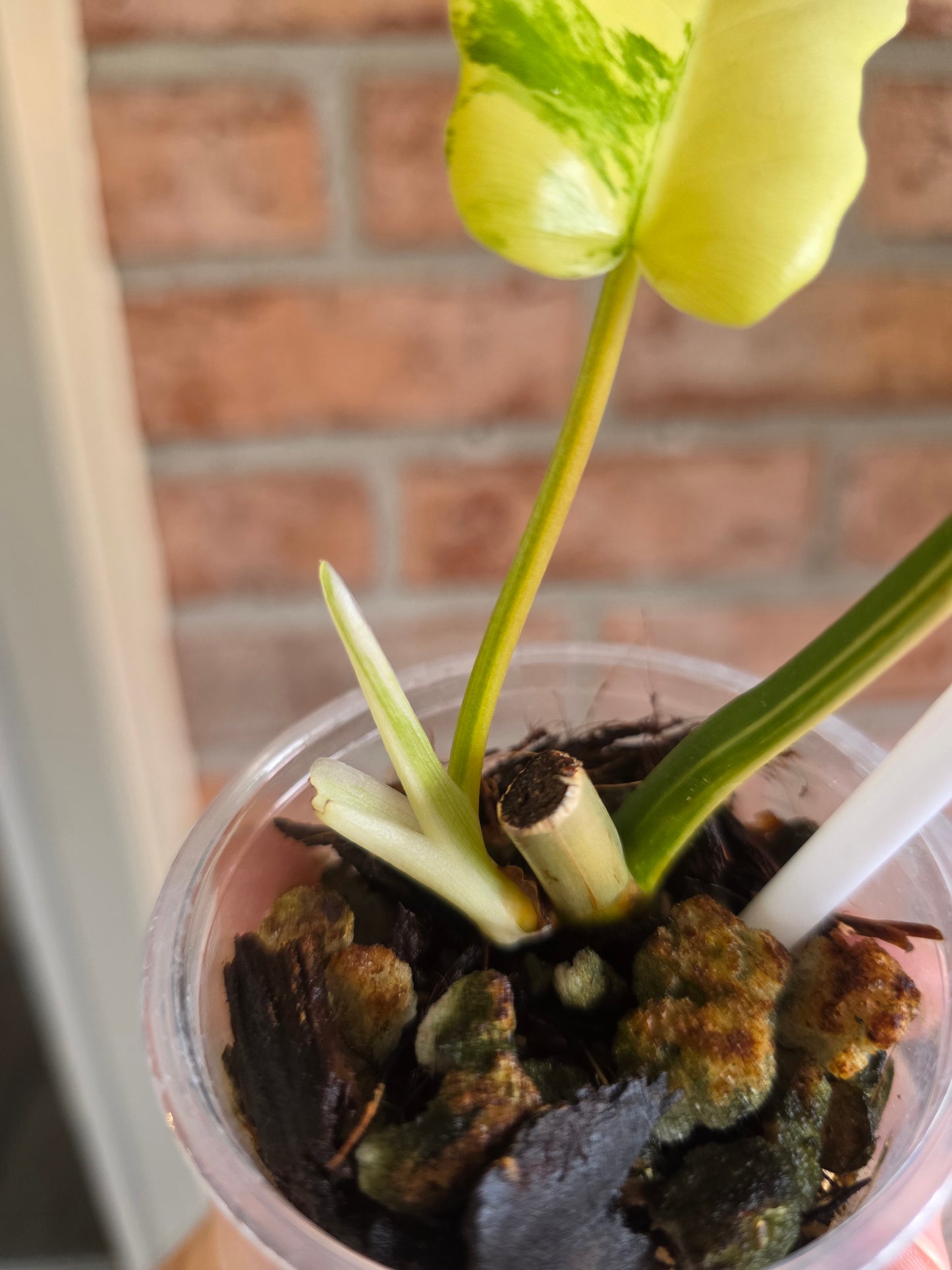 Philodendron Golden Dragon Aurea 🦄