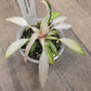 Philodendron Strawberry Marble